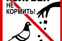 Осторожно, штрафы: почему не стоит кормить голубей во дворах