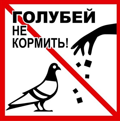 Осторожно, штрафы: почему не стоит кормить голубей во дворах